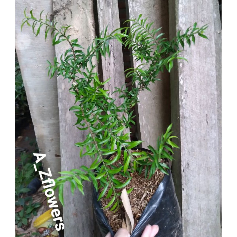 BIBIT BAHAN BONSAI ANTING PUTRI mikro/micro