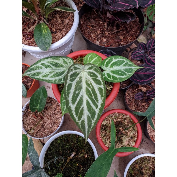 anthurium forgetii silver