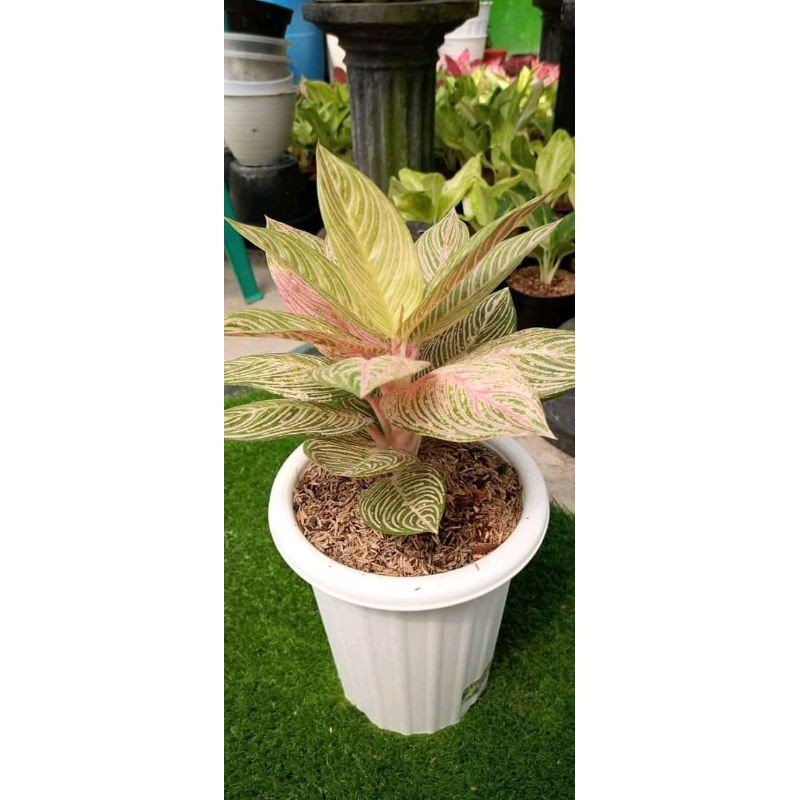 bonggol Aglonema golden hope