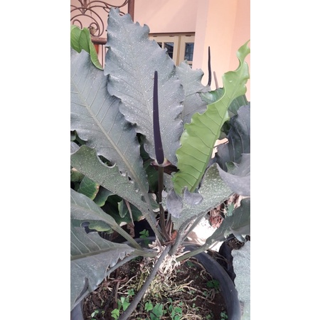 bibit anthurium burgundy