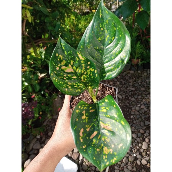 Aglaonema Ruby Ciangmay