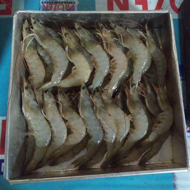 

Udang Vaname Segar