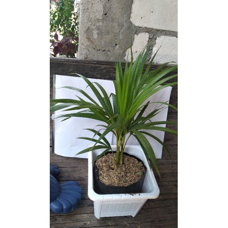 

palm kuning