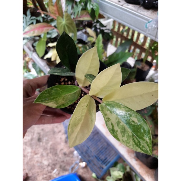 TANAMAN ZAMIA CULCAS VARIGATA