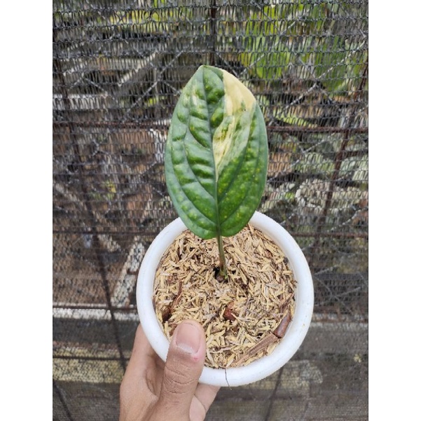 monstera Karstenianum variegata - monstera veru varigata 1 daun