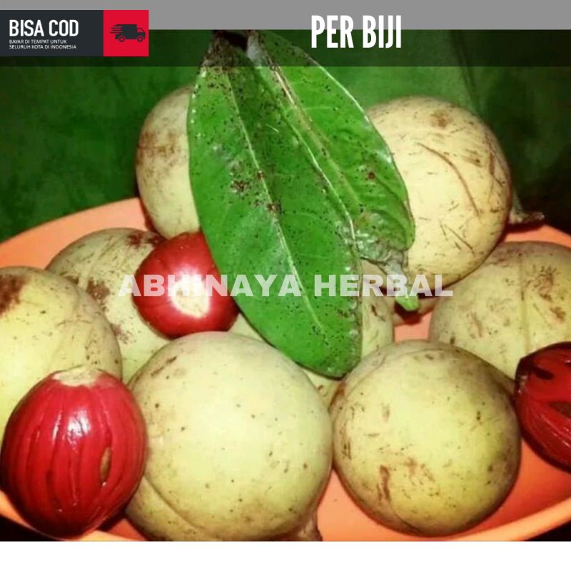 

BUAH PALA TUA SEGAR - BUAH PALA BELUM KUPAS 1KG