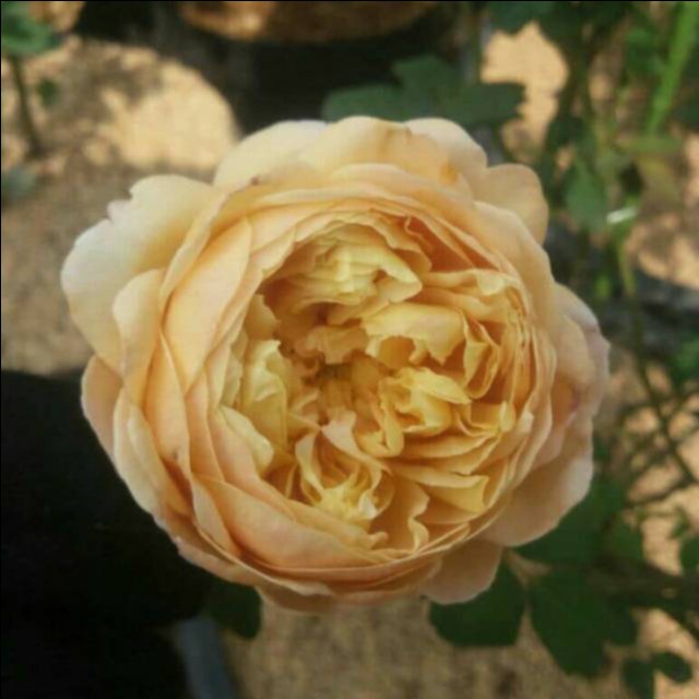 Bunga mawar import carles darwin - mawar wangi - mawar rambat