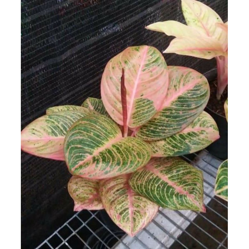 

bibit bonggol asri merah