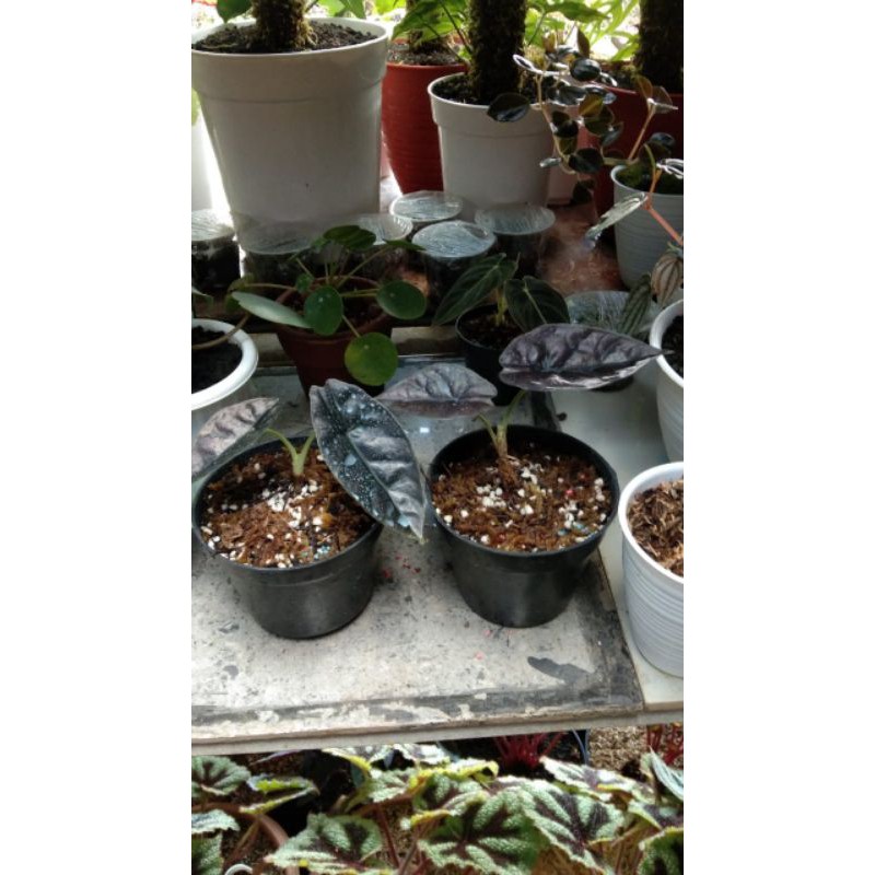 Alokasia , Alocasia Black Infernalis