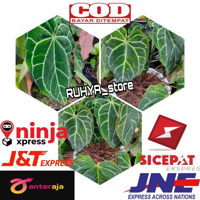 Bonggol Tanaman Hias Kuping Gajah- Keladi Kuping Gajah siap tanam
