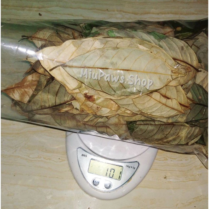 

Daun Pala Kering Pilihan 100 gram