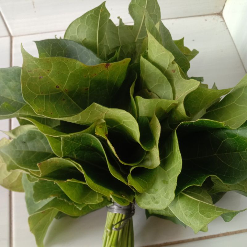 

Jual daun jaraksegar per 1 kg petik langsung-az