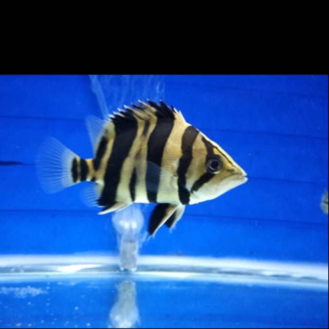 Ikan datz borneo tankmate arwana
