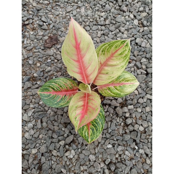 Aglonema rengganis Tanian Lokal