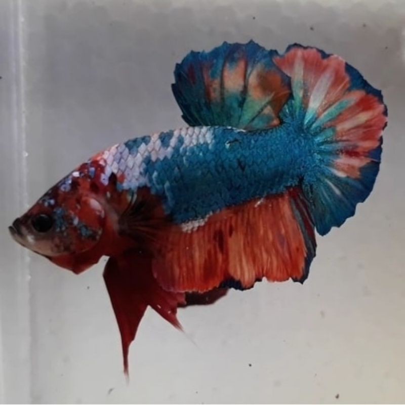 ikan cupang Nemo galaxy multicolor ( bahan )