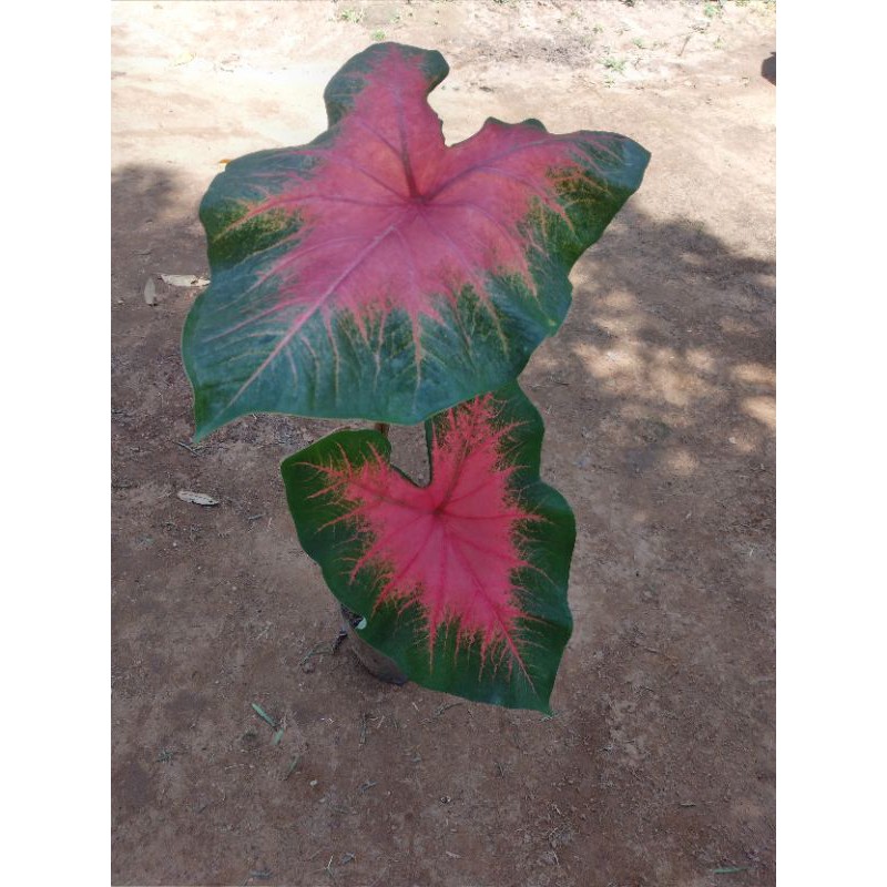 Umbi keladi merah hijau