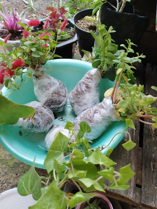 Tanaman Hias Gantung Bunga Ivy Varigata / Hedera Helix Glacier