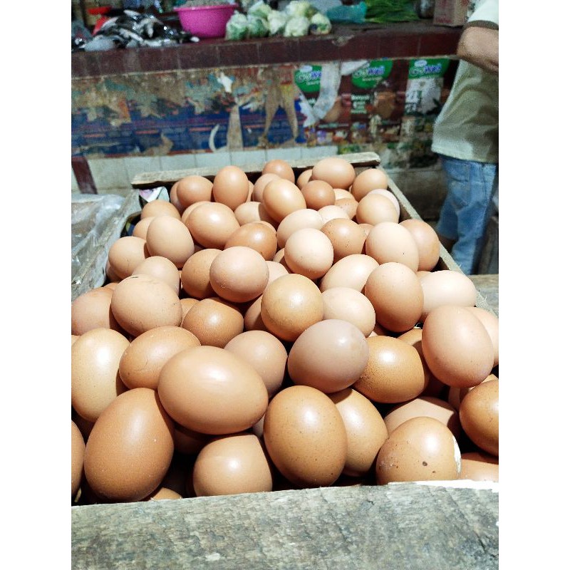 

Telur Ayam Negeri Per Kg Isi 15-18