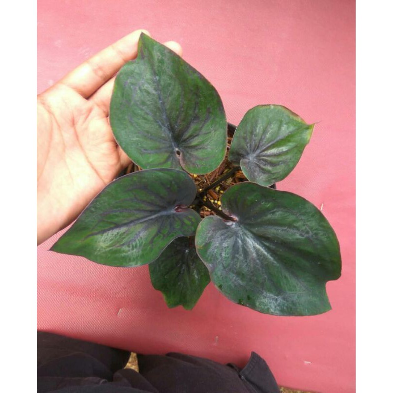 KENCANA WULUNG/CALADIUM/KELADI HIAS/KALADIUM HIAS/TANAMAN HIAS/BUNGA HIAS/THAILAND/LOMPONG/TALAS