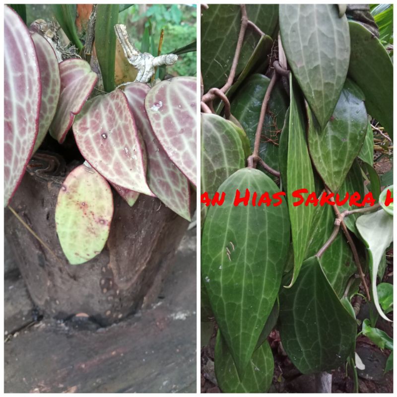 Dua jenis Paket hemat tanaman hias anggrek hoya