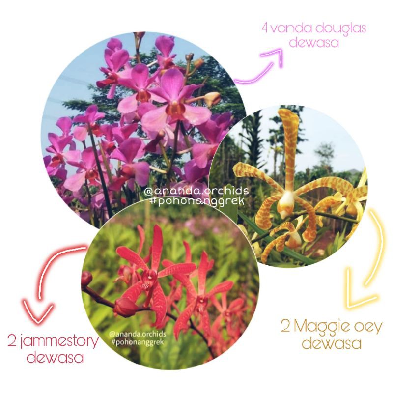Paket bibit Anggrek Tanah Dewasa Vanda Douglas Jamestory Scorpio