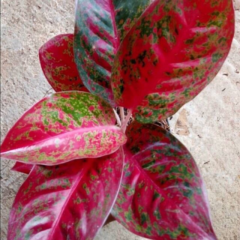 Anakan Aglonema Red stardust berdaun 1-3 helai