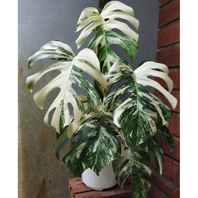 ASLI Monstera Varigata Epipremnum / monstera variegata Epipremnum