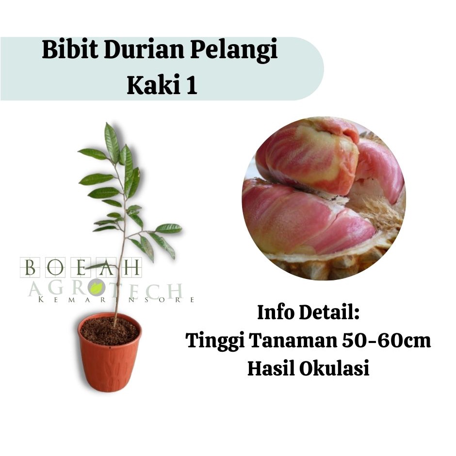 Bibit Tanaman Durian Pelangi Kaki 1