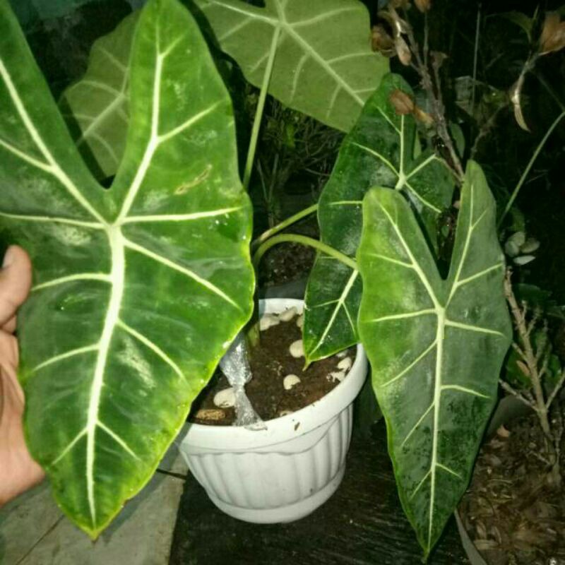 tanaman hias keladi neon super-keladi neon jumbo- promo keladi neon-Keladi Neon PROMO BIG/INDUK