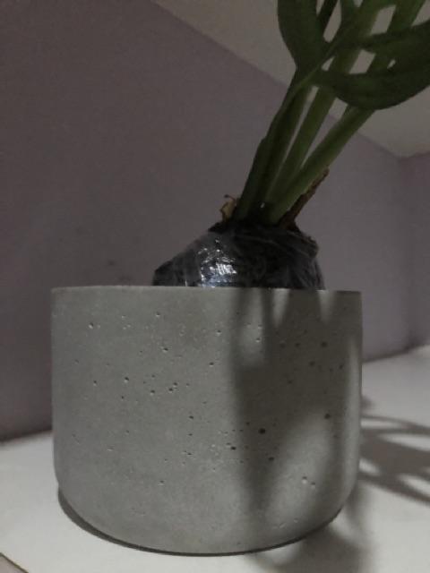 Pot Concrete Semen Cemen Tanaman  Vas Bunga Gold Rose 