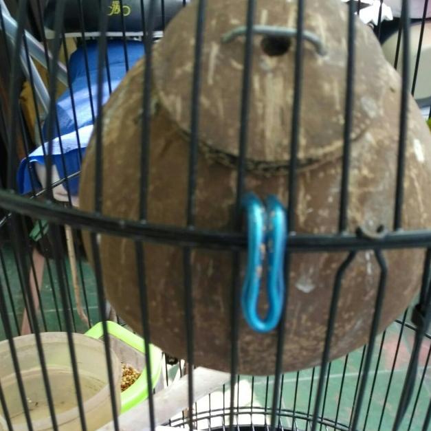 ☻ Glodok Glodog Batok Kelapa Sangkar Sarang Burung Love Bird ❀