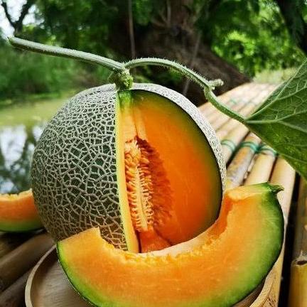 4 biji Benih buah melon orange bangkok - bibit melon orange