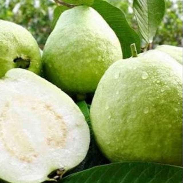 

Jambu kristal super non biji