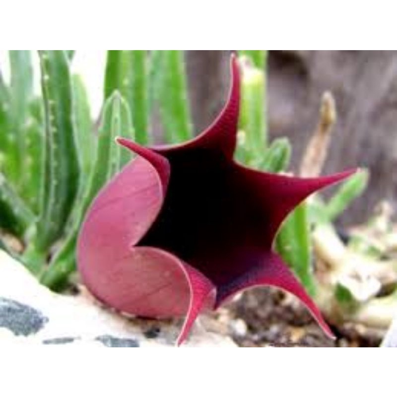 Stapelia leendertziae/Stapelia/Huernia