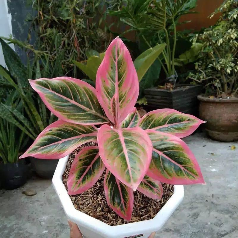 bonggolan aglonema lotus