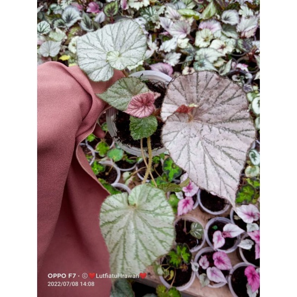 begonia keong silver pink