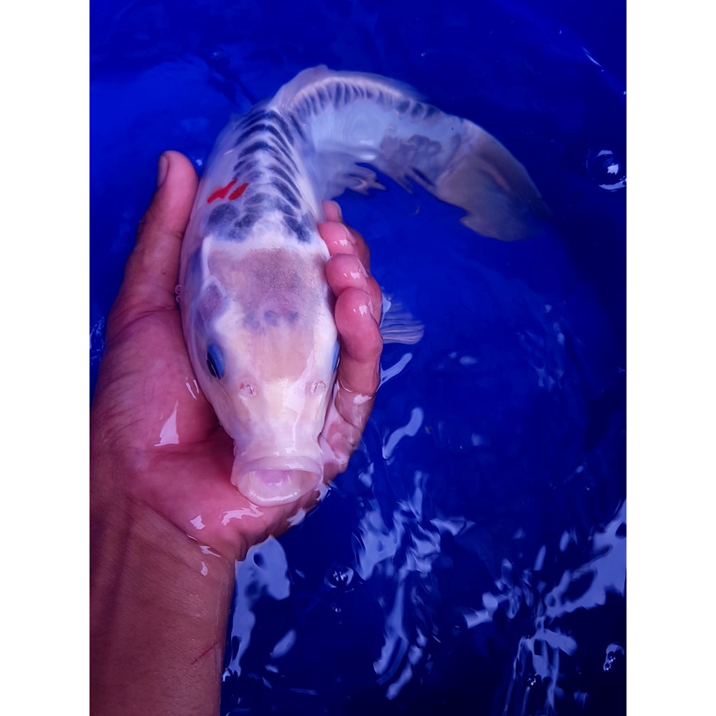 KUJAKU DOITSU RING SUSUI 34CM