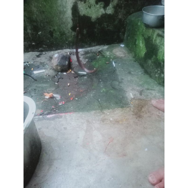 urek sawah bah jamrong