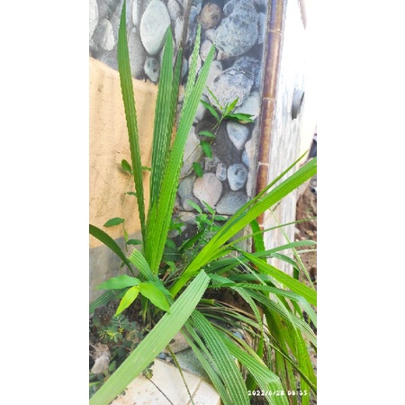 

bawang dayak asli kalimantan