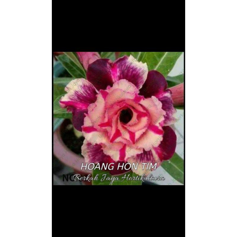 Adenium Kamboja Jepang Tumpuk