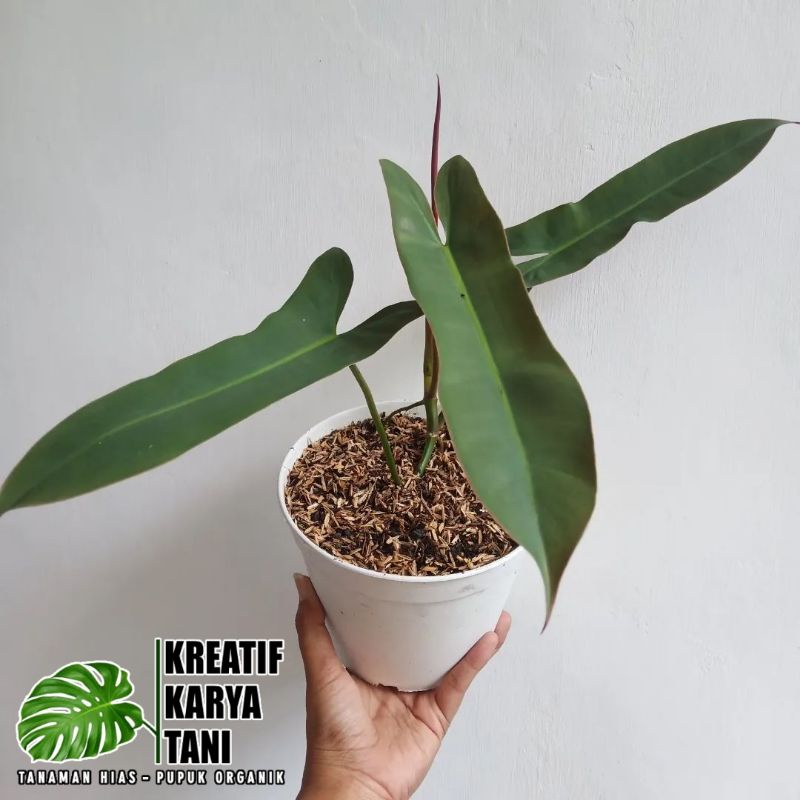 Tanaman Hias Philodendron Atabapoense - Atabapoense