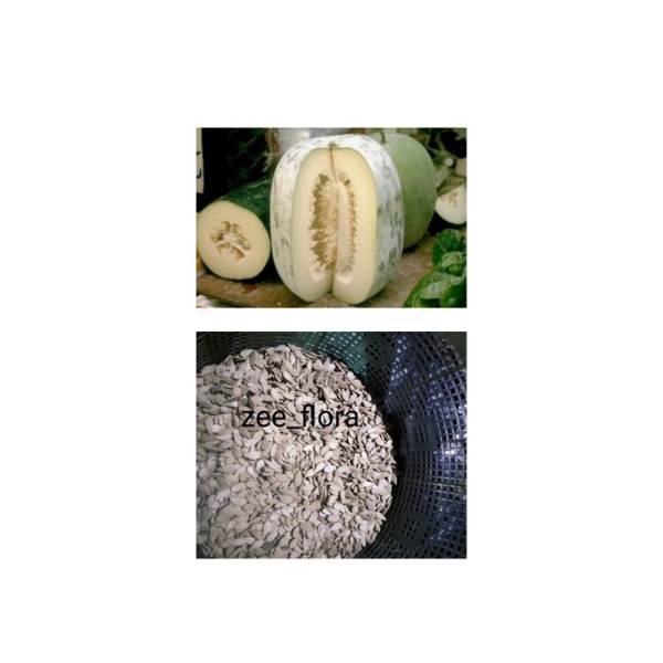 biji benih buah kundur / beligo isi 100 biji