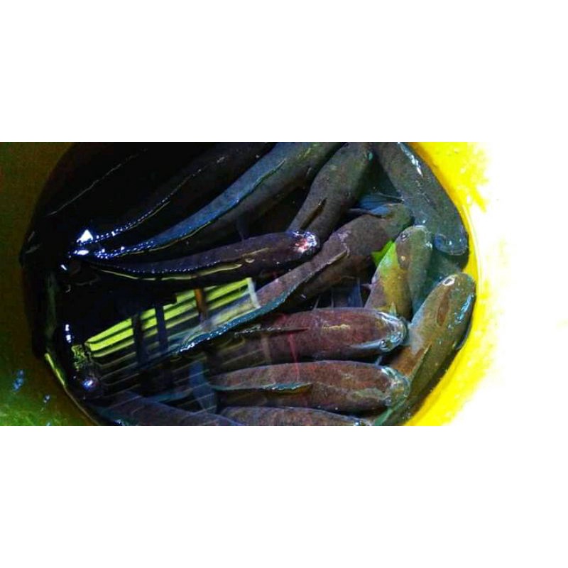 

Ikan Gabus