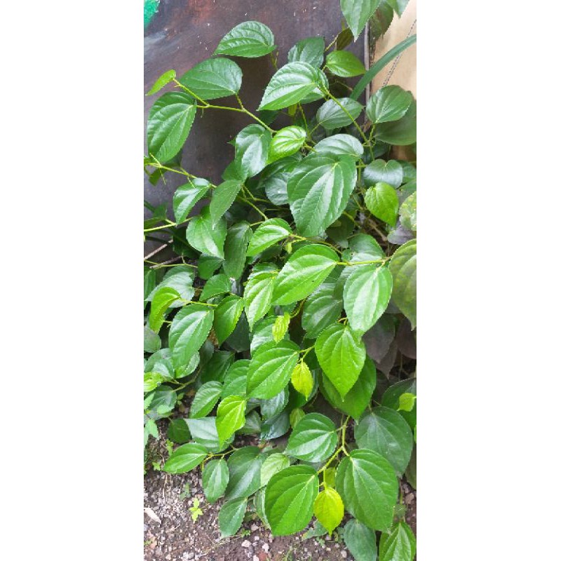 

Daun sirih/suruh hijau segar