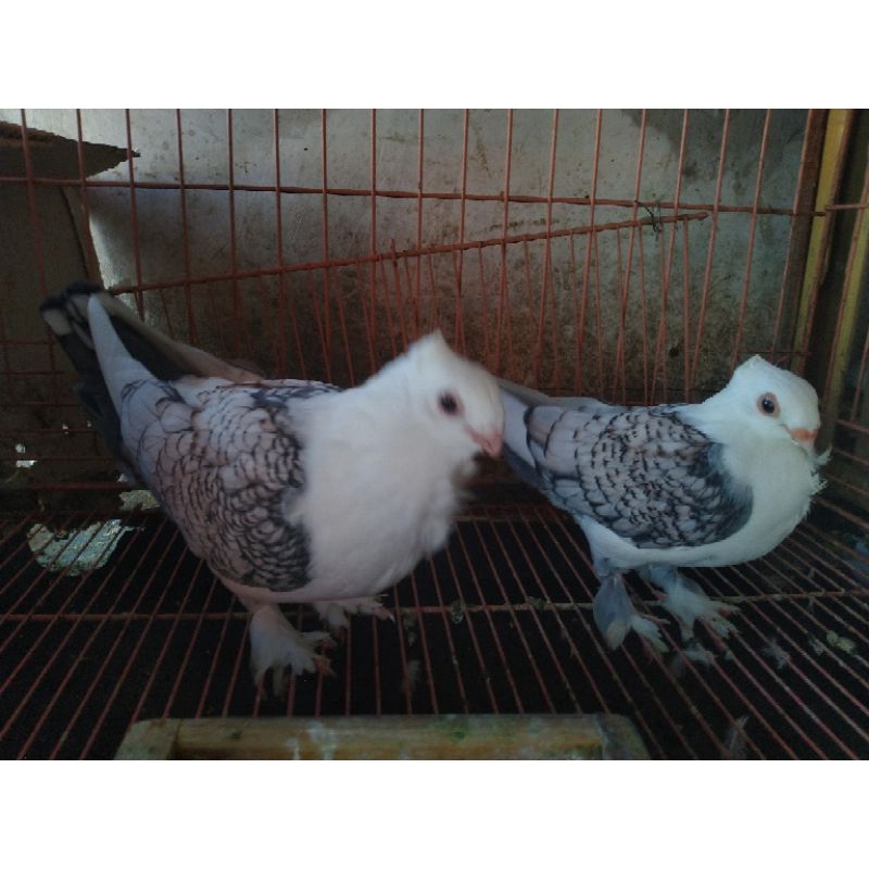 merpati hias cof santinet