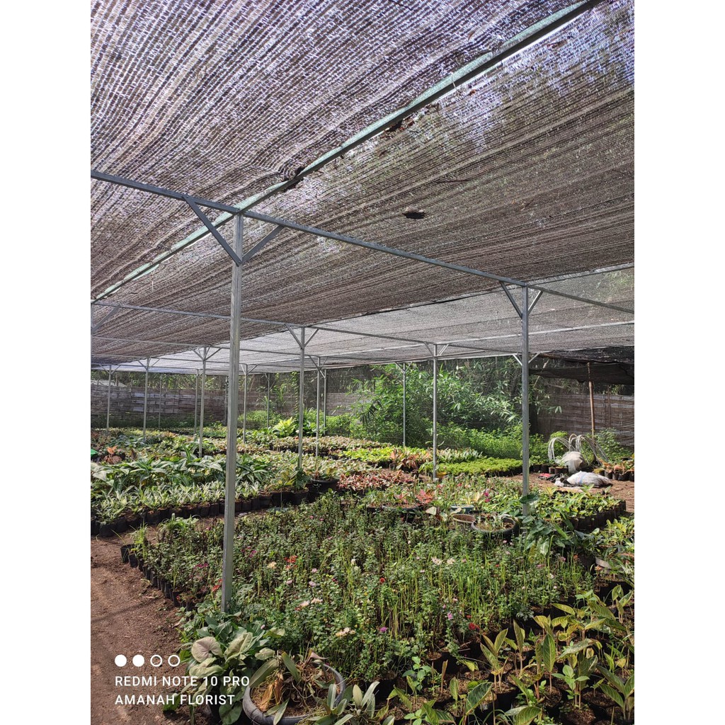 Bunga Kalatea Semangka Calathea Veitchiana Cantik Murah Berkualitas