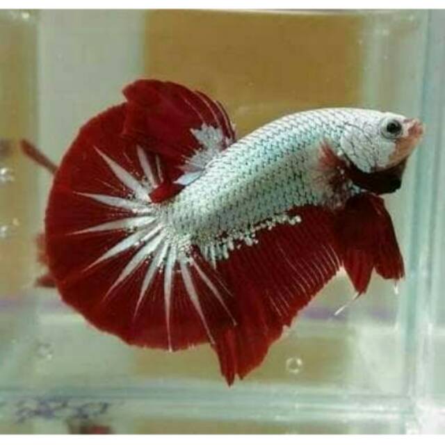 Ikan Cupang Red Dragon Aduan Hias Bagan Bangkok Import Aquascape Murah Betta Fish Shopee Indonesia