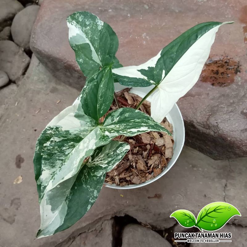 Syngonium albo varigata - syngonium varigata