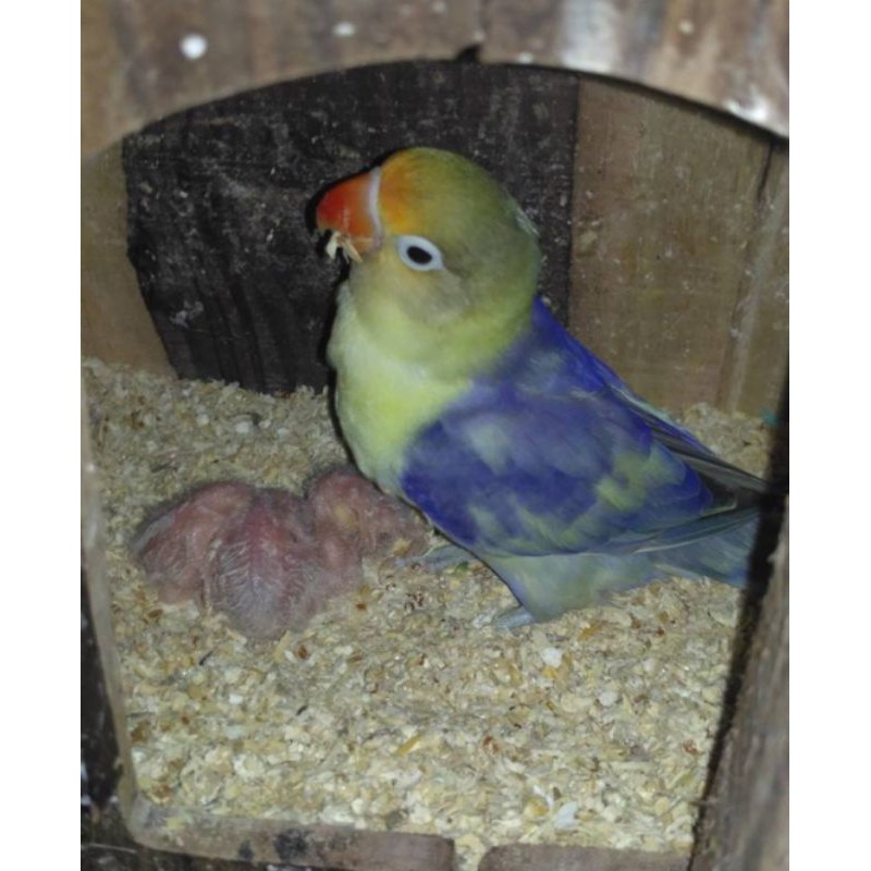 Serbuk Kayu Hamster, Lovebird 350gram, Alas Hewan