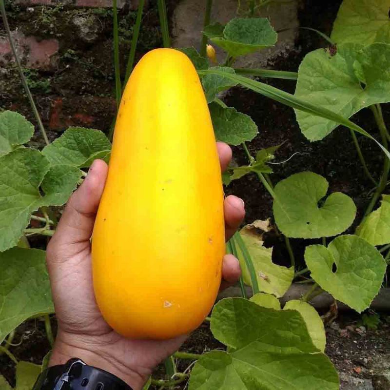 biji benih timun emas timun suri super unggul